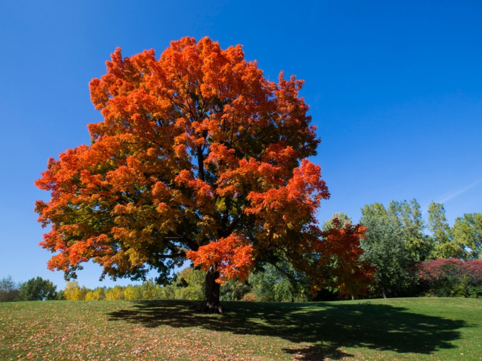 mature tree types red maple tree