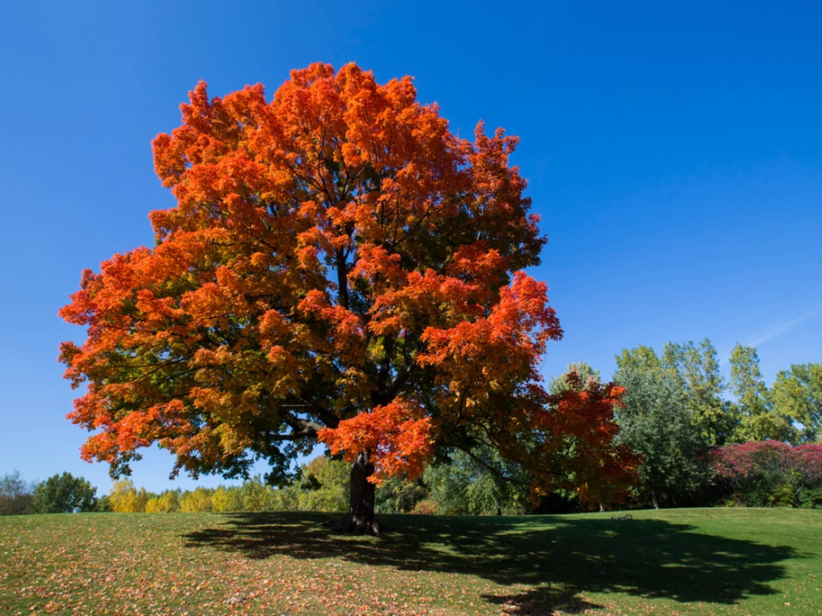 Maple Trees