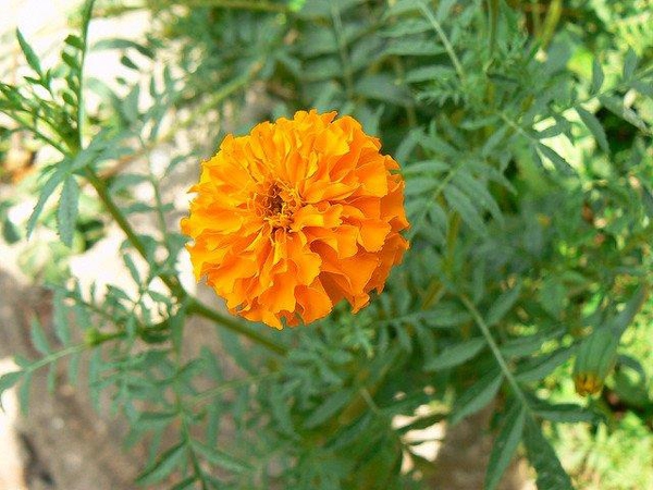 Marigold (Tagetes spp)