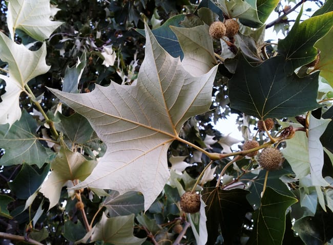 Mexican Sycamore