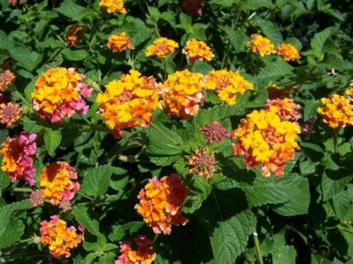 Types of Orange Flowers: Stunning Orange Flowering Plants - EatHappyProject