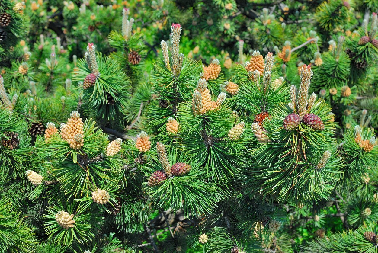 Mugo Pine