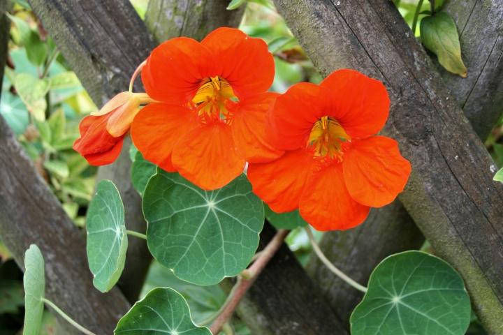 Nasturtiums