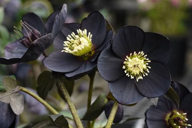 'New York Night' Hellebore