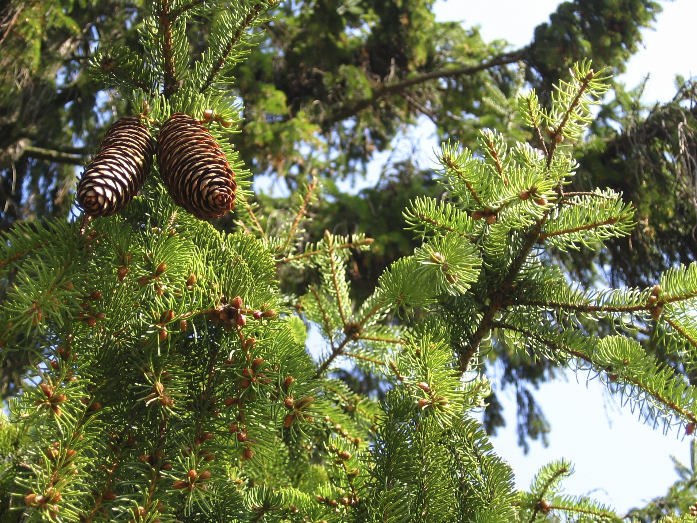 Norway Spruce