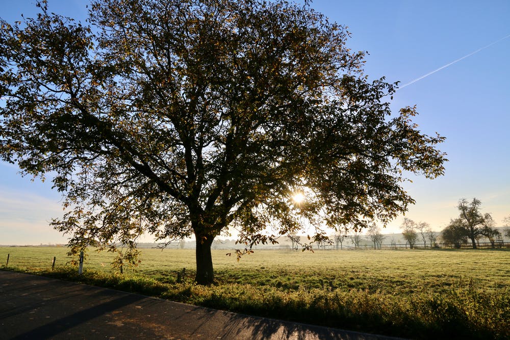 Oak Tree