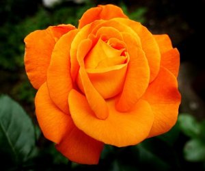 Types of Orange Flowers: Stunning Orange Flowering Plants - EatHappyProject