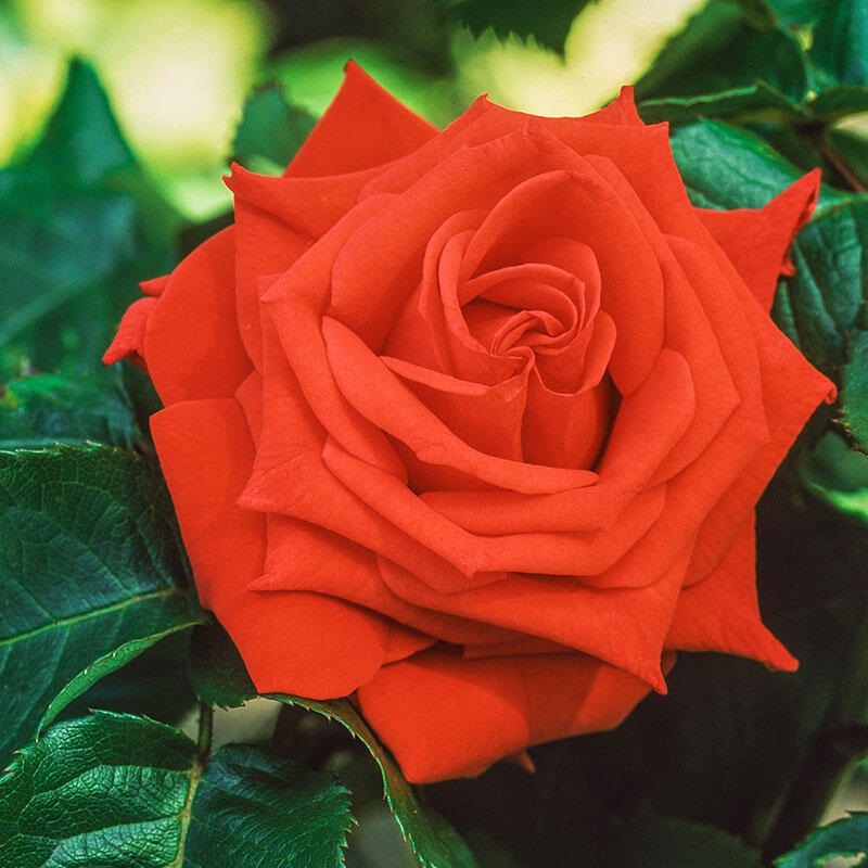 Orange Rose (Rosa Tropicana)