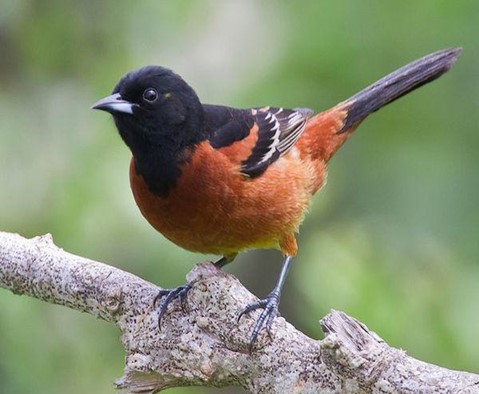 Orchard Oriole