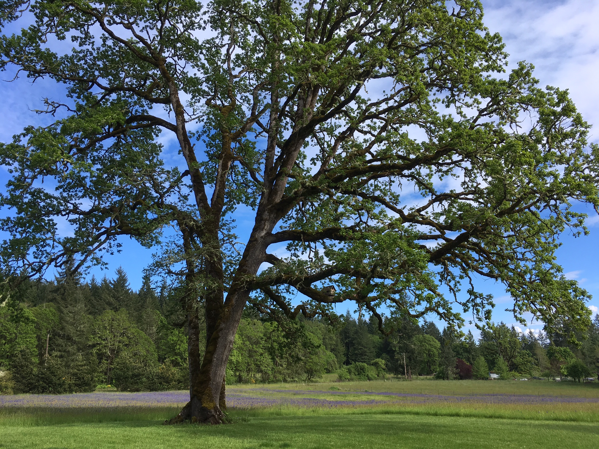 Oregon White Oak Trees