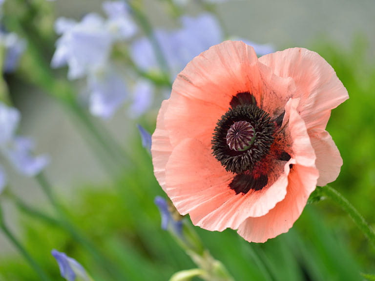 Oriental Poppy