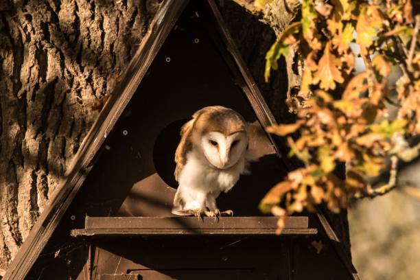 Barn owl roosting outside owl nest box in winter