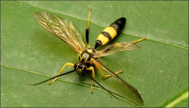 Parasitic Wasps