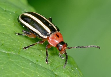 Pigweed Flea Beetle