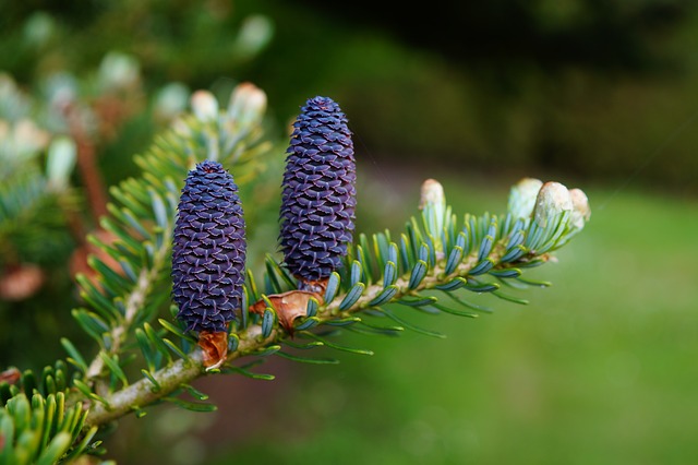 Pine Trees