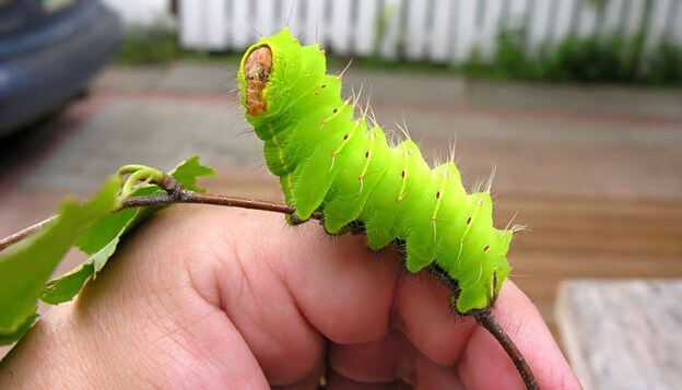 Polyphemus Moth Caterpillar