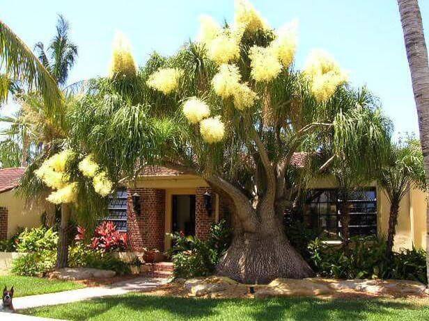 Ponytail Palm Tree