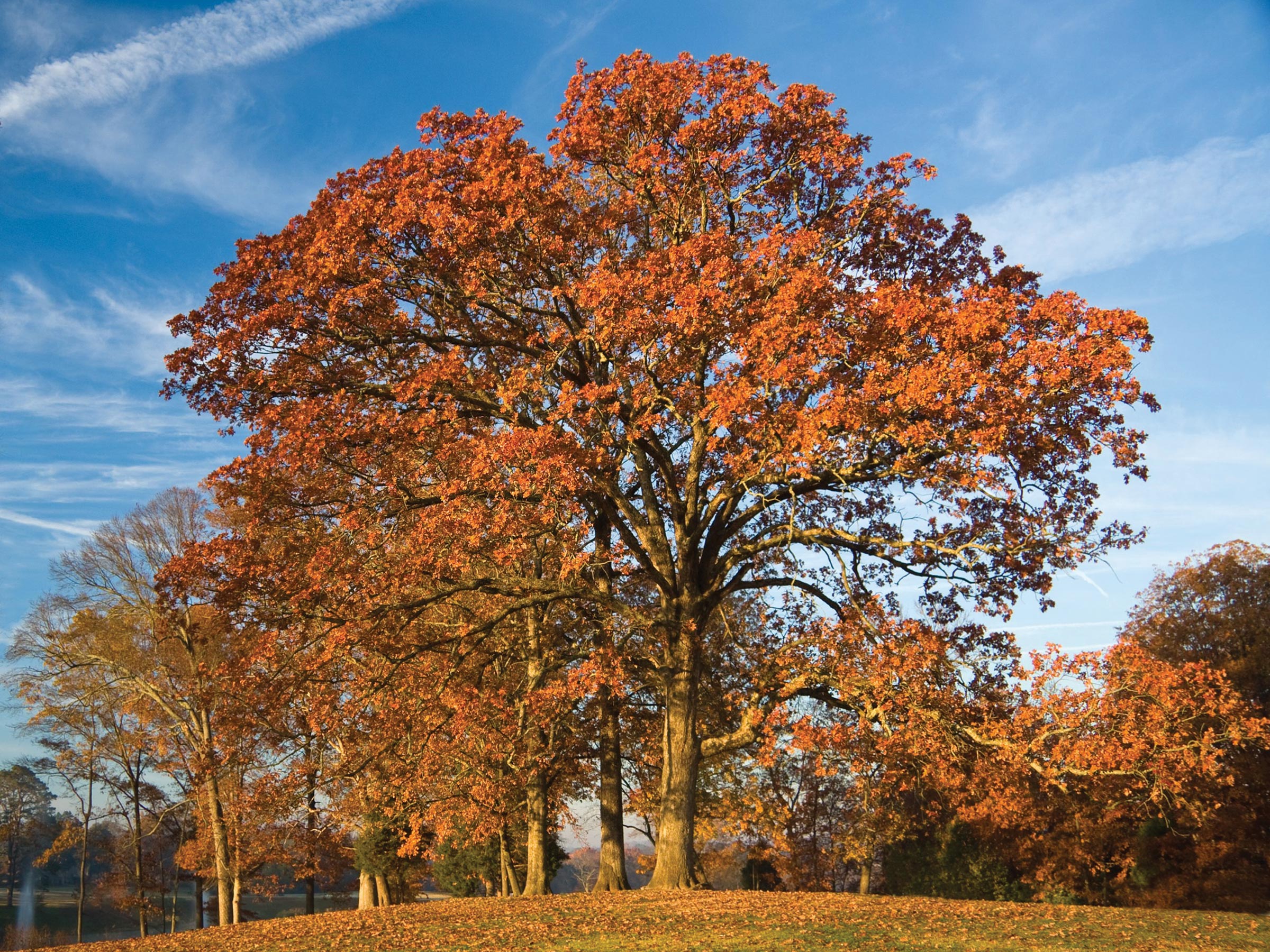 Post Oak Trees