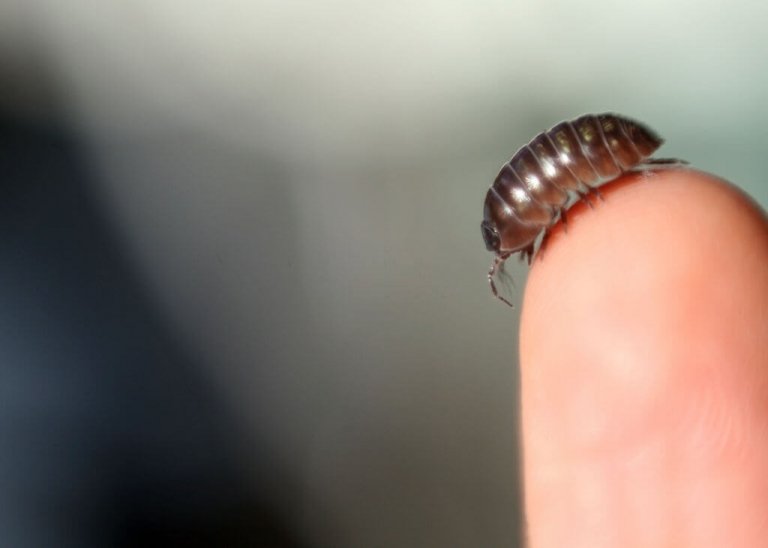 Potato Bug Bite Pictures(jerusalem Cricket) Facts and More