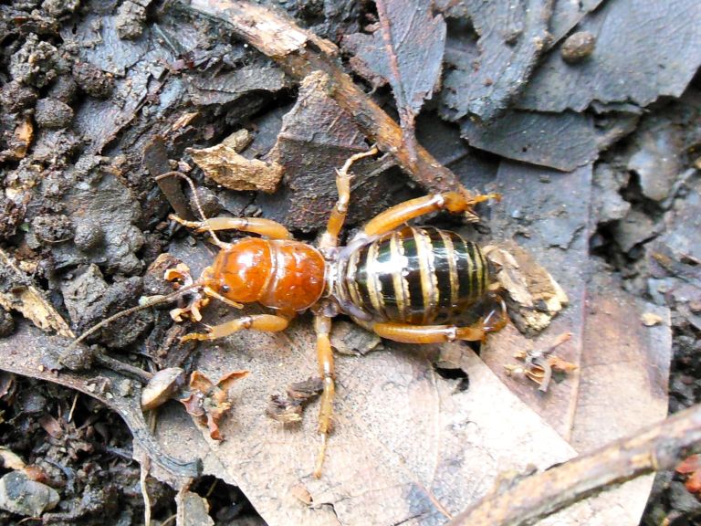 Potato Bug (Jerusalem Cricket) Bite, Pictures, Facts and More