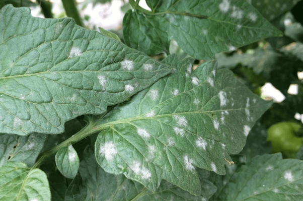 Prevent the Powdery Mildew Before It Is Too Late