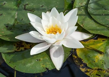 Pygmy Water Lily