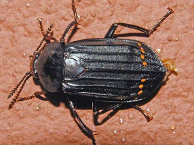 Red-Lined Carrion Beetle