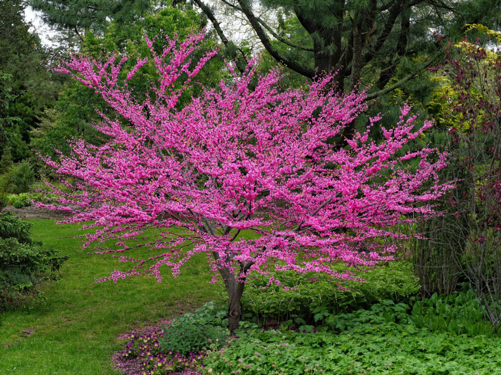 Redbud Trees