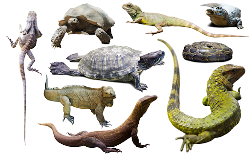 Reptiles