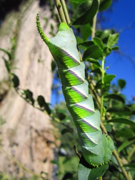 Rustic Sphinx Moth Caterpillar