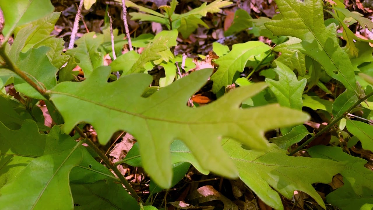 Sand Post Oak Trees