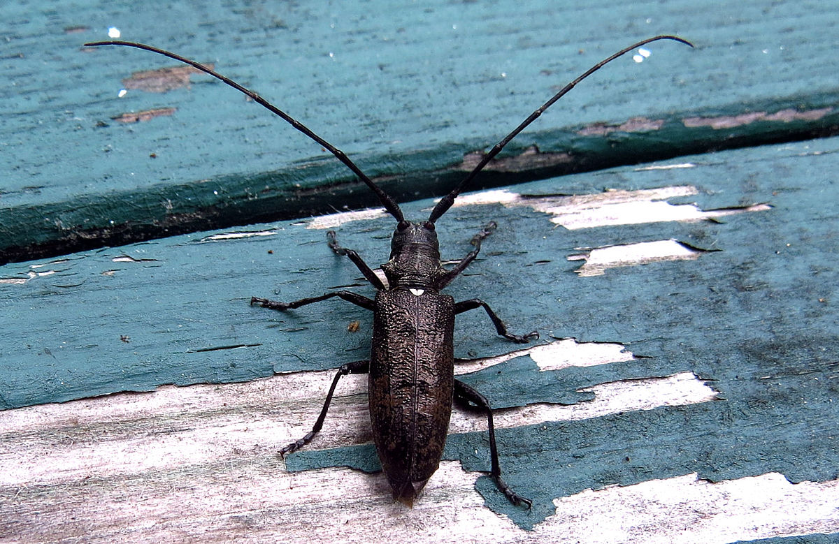 black beetle types