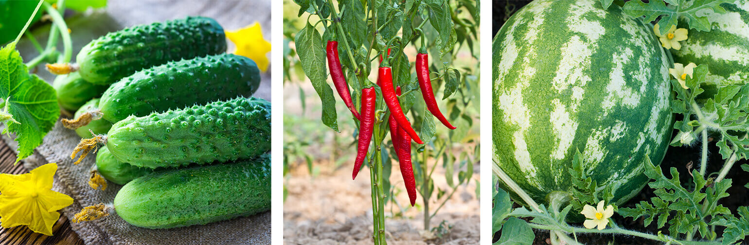 Selecting What Vegetables to Grow in Arizona