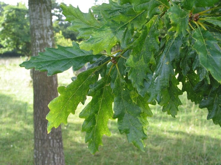 Sessile Oak Trees