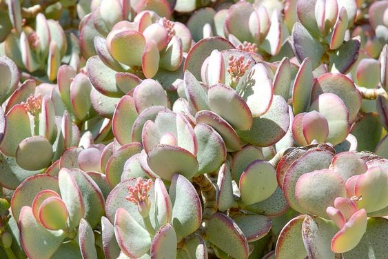 Silver Jade Plant