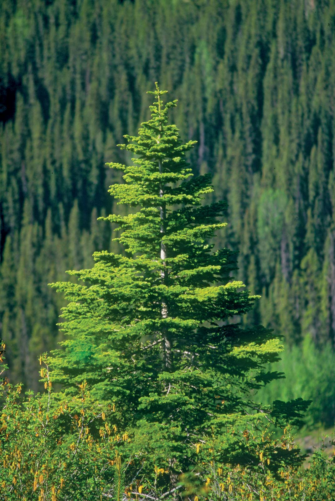 Spruce Trees