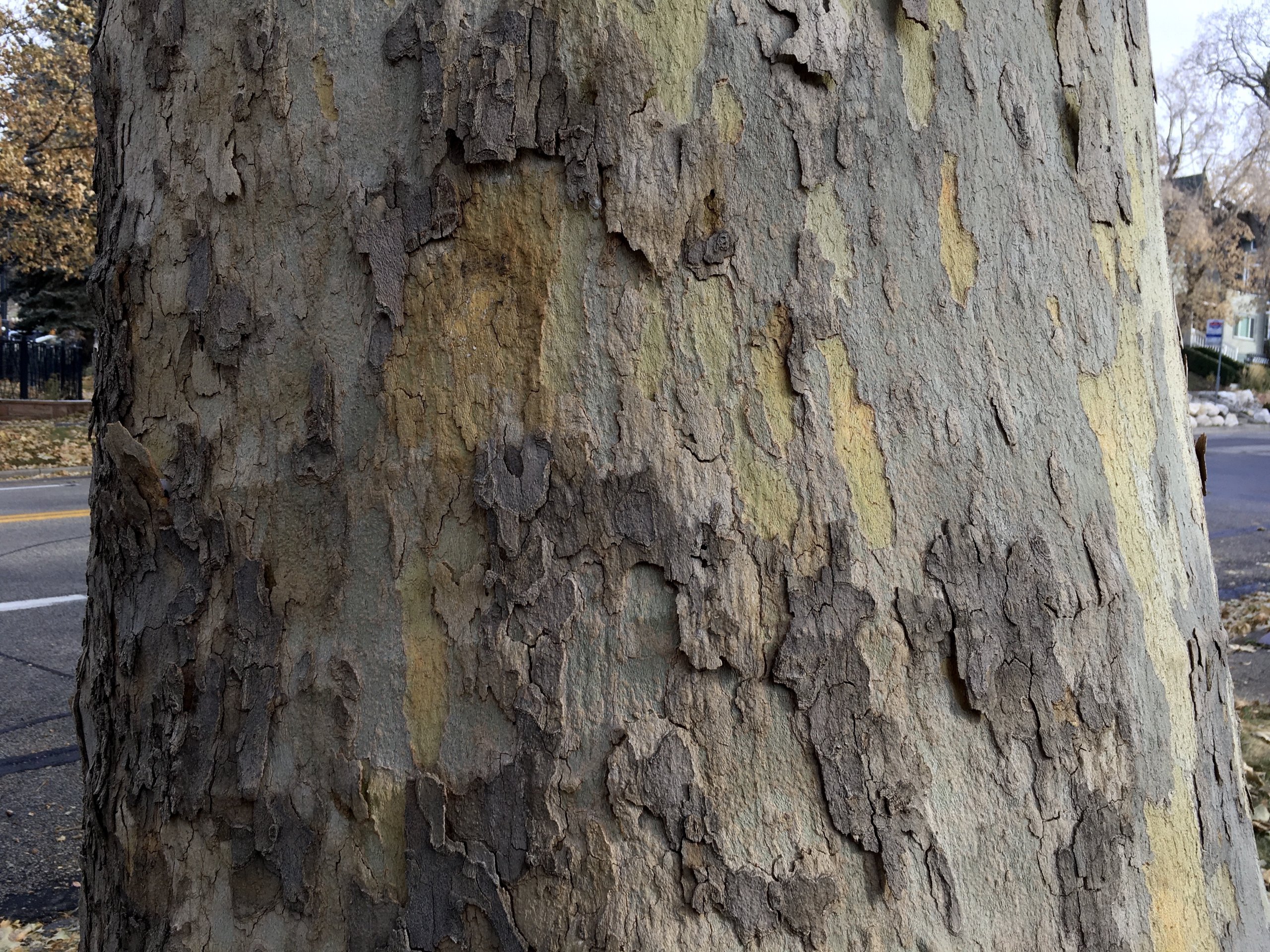 Sycamore Tree Barks