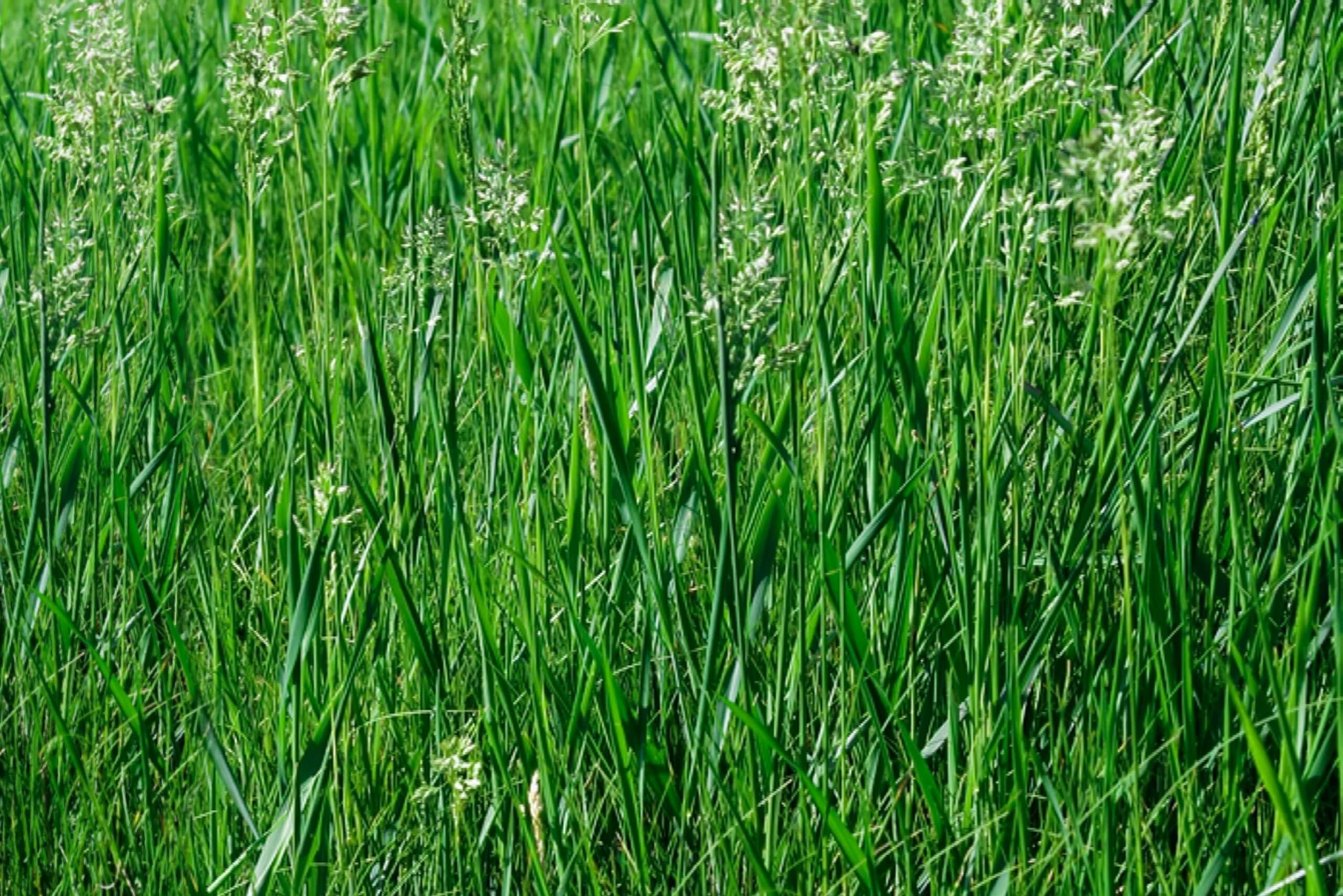 Tall Fescue