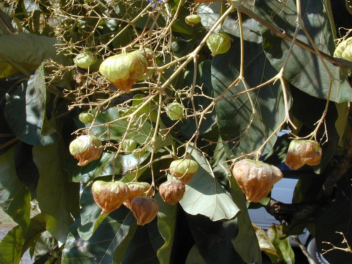 Teak Trees