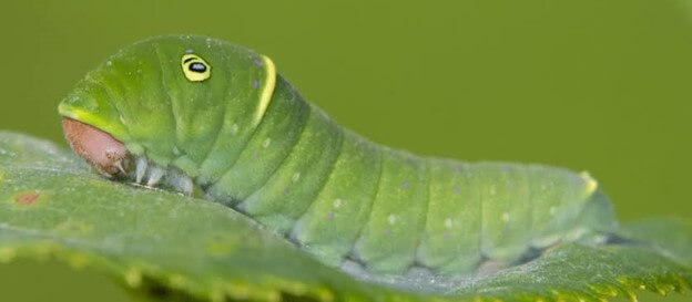 Tiger Swallowtail Butterfly Caterpillar