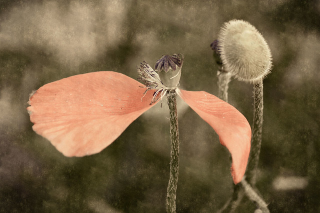 Tips for Growing Poppies