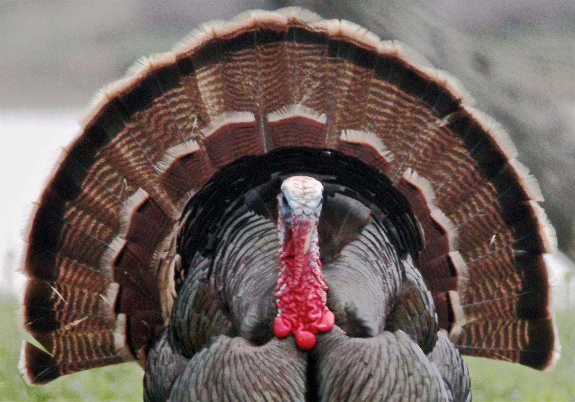 Tom’s Turkey or Gobbler Decoys