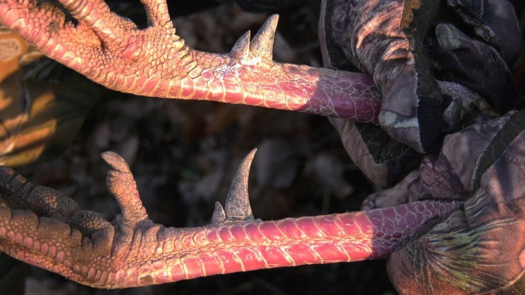 Turkey Hunting How to Differentiate between Jake and Long Beard