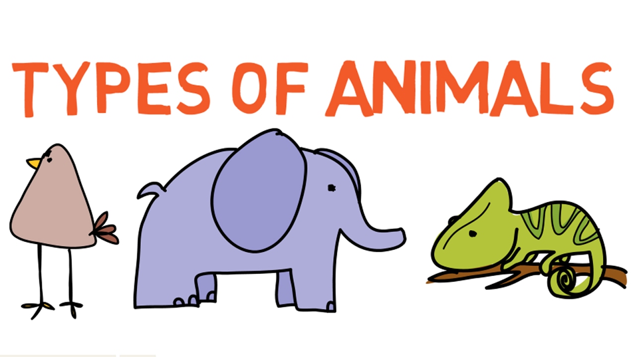 Types of Animals: Classes, Species, Categories and More - EatHappyProject