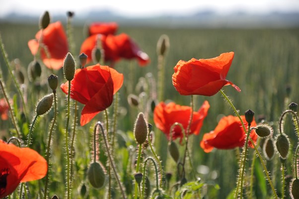 Types of Poppies
