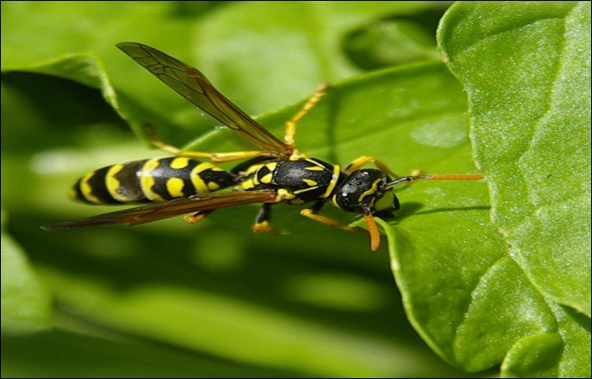 Tomato Hornworms And Parasitic Wasps - Eathappyproject