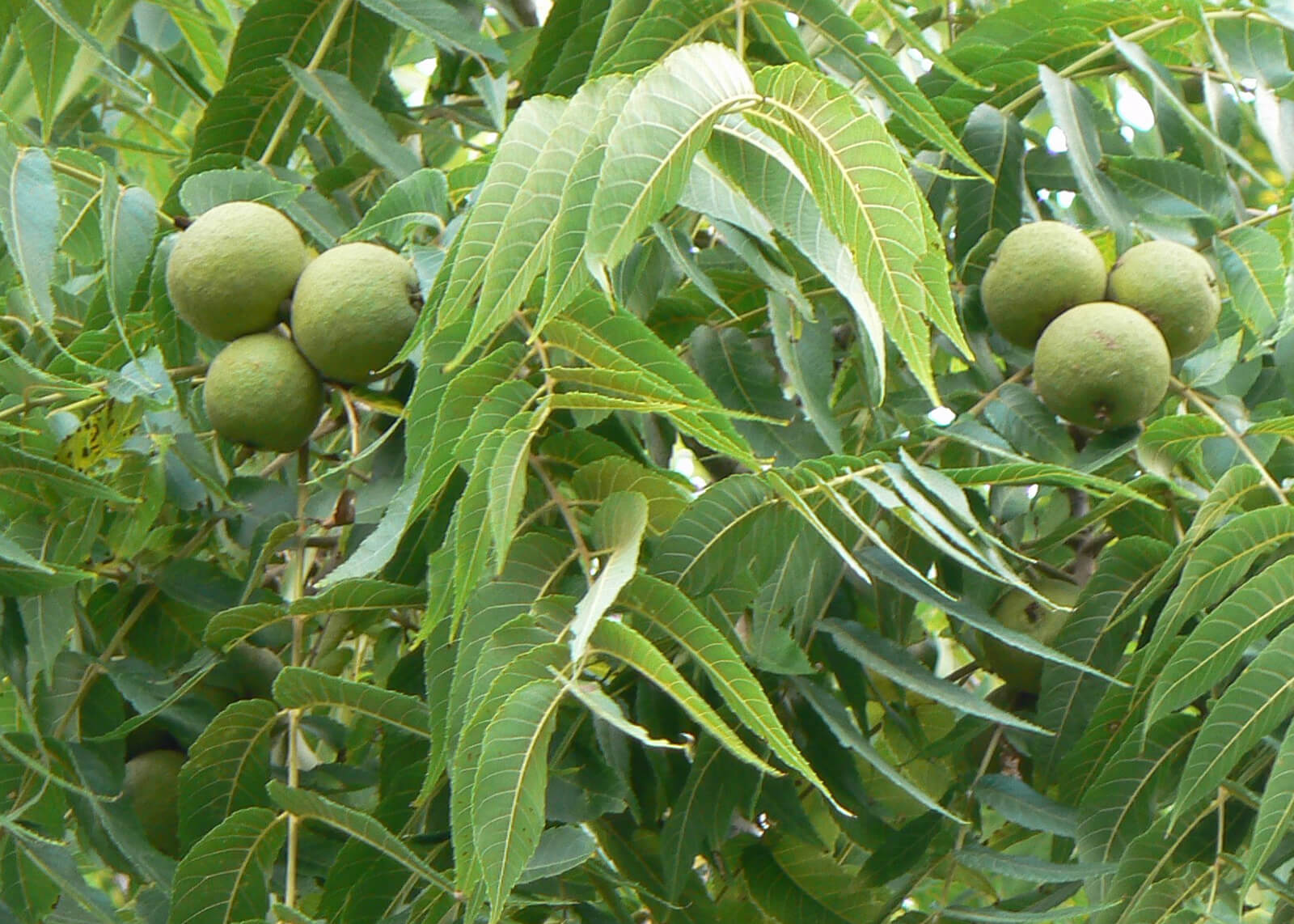 Walnut Trees