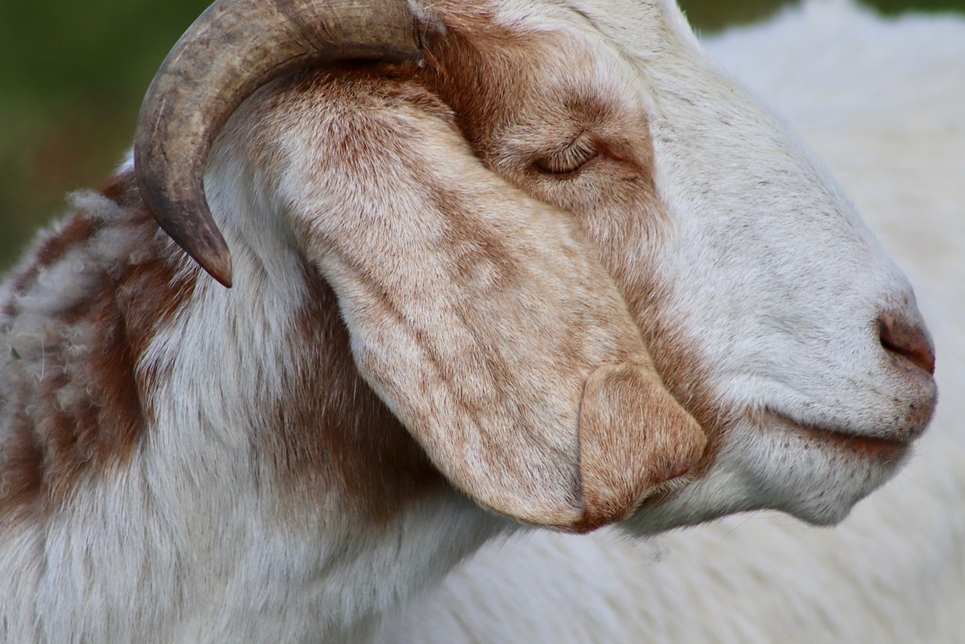 Wether Goats Live Longer