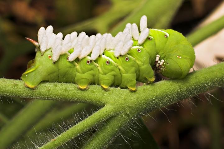 What Are Tomato Hornworms