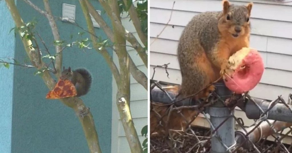 What to Feed Squirrels Everything You Need to Know EatHappyProject